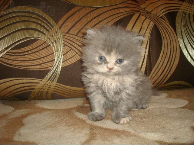 Персидские котята в городе Рязань, фото 4, стоимость: 4 000 руб.
