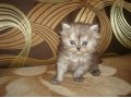 Персидские котята в городе Рязань, фото 2, стоимость: 4 000 руб.