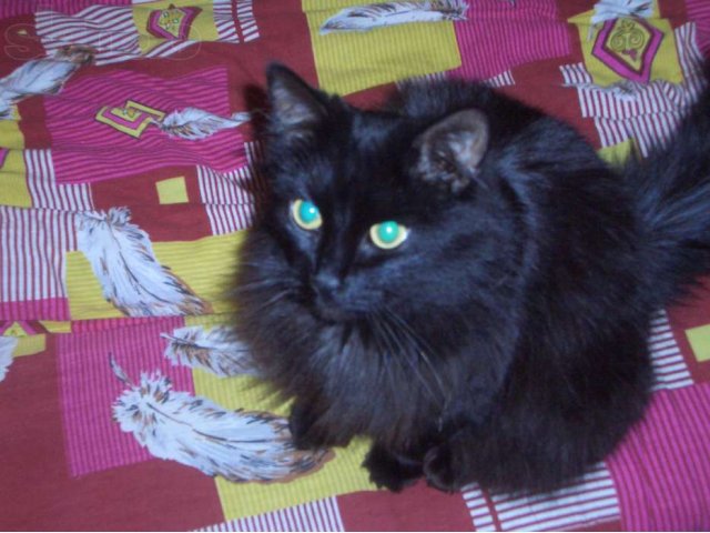Отдам в хорошие руки черного кота в городе Санкт-Петербург, фото 3, стоимость: 0 руб.