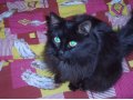 Отдам в хорошие руки черного кота в городе Санкт-Петербург, фото 3, Кошки
