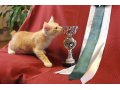 Продам котяток Рысяток-Бобтейляток в городе Калтан, фото 1, Кемеровская область