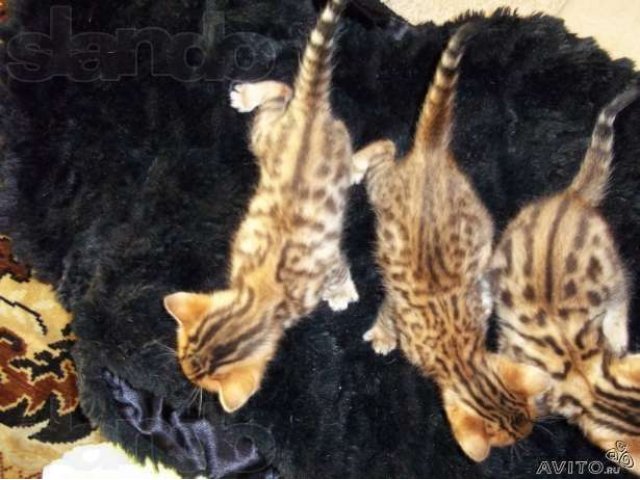 Продаются Бенгальские котята в городе Жуковский, фото 1, Кошки