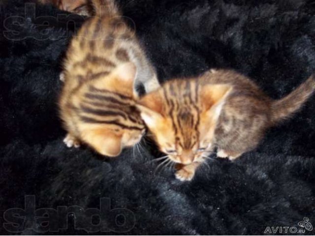 Продаются Бенгальские котята в городе Жуковский, фото 3, стоимость: 25 000 руб.