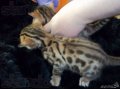 Продаются Бенгальские котята в городе Жуковский, фото 2, стоимость: 25 000 руб.