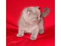 Британские котята от Гранд.еврочемпиона! в городе Подольск, фото 2, стоимость: 10 000 руб.