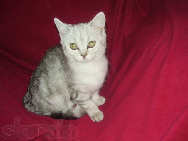 Вислоухие котята от Чемпиона в городе Рязань, фото 5, стоимость: 5 000 руб.
