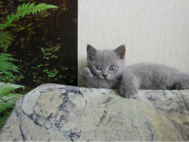 Шотландский котенок в городе Киров, фото 4, стоимость: 4 500 руб.
