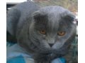 Шотландский котенок в городе Киров, фото 1, Кировская область