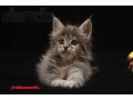 Шикарный котенок Мейн-кун. в городе Москва, фото 2, стоимость: 30 000 руб.
