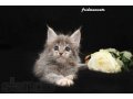 Шикарный котенок Мейн-кун. в городе Москва, фото 5, стоимость: 30 000 руб.