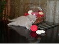 Британские котята в городе Белово, фото 2, стоимость: 4 500 руб.