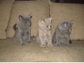 Продам котят-британцев в городе Рязань, фото 2, стоимость: 3 000 руб.
