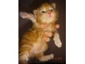 Котята мейн-куна из питомника AZOV STAR CAT в городе Темрюк, фото 5, стоимость: 25 000 руб.