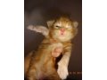 Котята мейн-куна из питомника AZOV STAR CAT в городе Темрюк, фото 6, Кошки