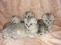 клубные британские котята в городе Ивантеевка, фото 1, Московская область