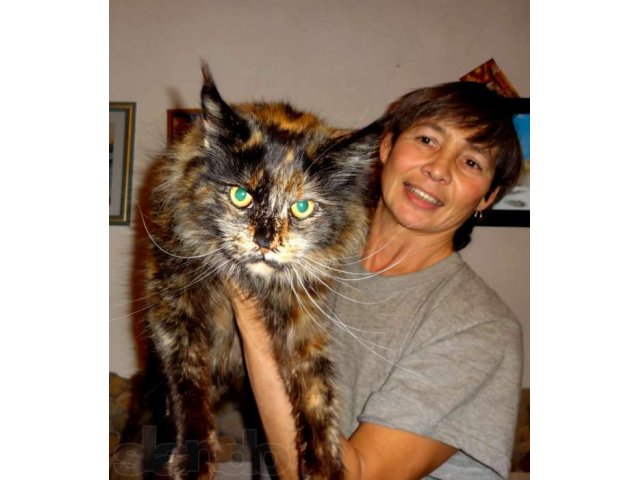 Котята мейн-куна из питомника AZOV STAR CAT в городе Темрюк, фото 1, Кошки