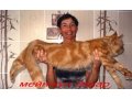 Котята мейн-куна из питомника AZOV STAR CAT в городе Темрюк, фото 2, стоимость: 15 000 руб.