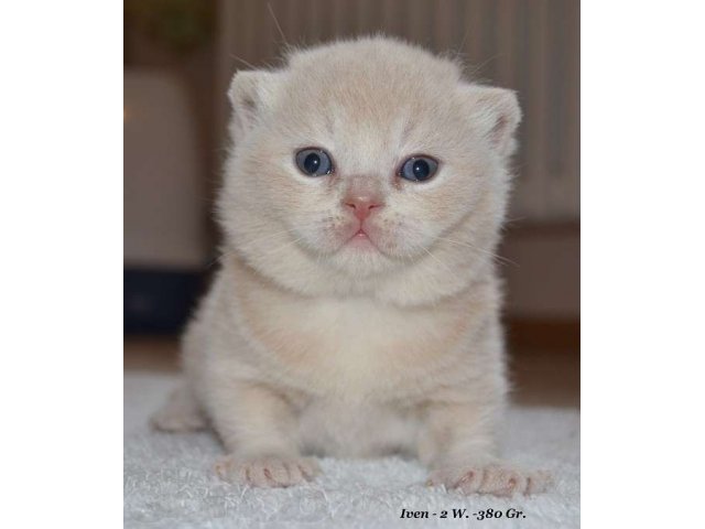 Продаются британские котята , кремового и голубокремового окрасов в городе Рязань, фото 2, стоимость: 4 000 руб.