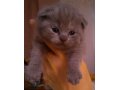 Продаются британские котята , кремового и голубокремового окрасов в городе Рязань, фото 3, Кошки