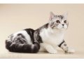 Продается котик породы шотландская короткошерстная в городе Ярославль, фото 4, Ярославская область