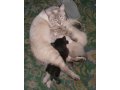 Котики от тайской мамы (природной сиамки) в городе Плес, фото 1, Ивановская область