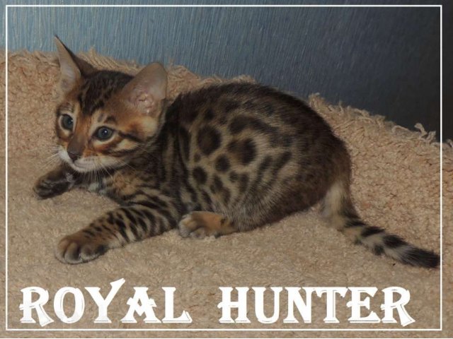 Бенгальские котята из питомника Royal Hunter в городе Москва, фото 3, стоимость: 40 000 руб.