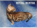 Бенгальские котята из питомника Royal Hunter в городе Москва, фото 2, стоимость: 40 000 руб.