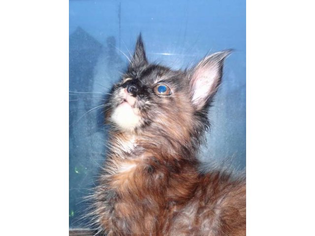 Кошечка мейн-куна от чемпионов породы в городе Темрюк, фото 1, Кошки