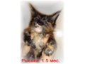 Кошечка мейн-куна от чемпионов породы в городе Темрюк, фото 7, Краснодарский край