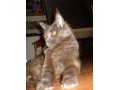 Кошечка мейн-куна от чемпионов породы в городе Темрюк, фото 8, стоимость: 10 000 руб.