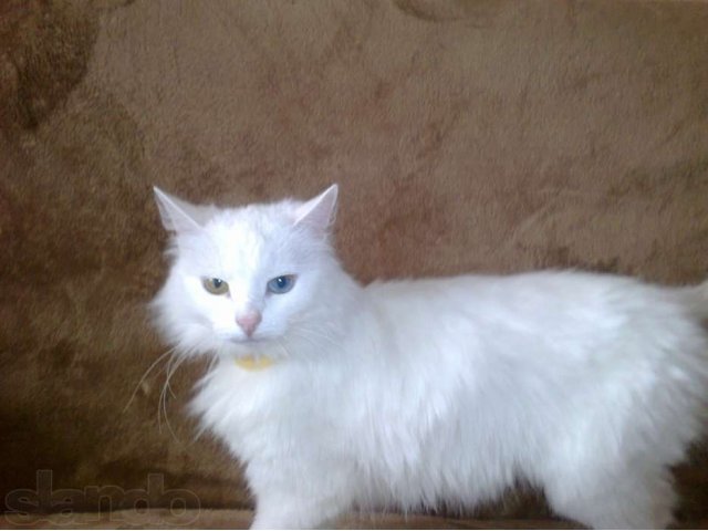 Отдам белоснежную кошку в добрые руки в городе Жуковский, фото 1, Кошки