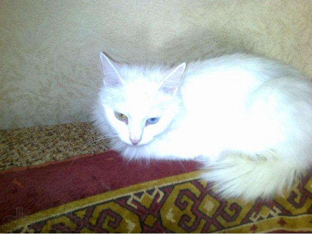 Отдам белоснежную кошку в добрые руки в городе Жуковский, фото 2, Московская область