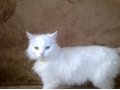 Отдам белоснежную кошку в добрые руки в городе Жуковский, фото 1, Московская область