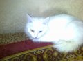 Отдам белоснежную кошку в добрые руки в городе Жуковский, фото 2, стоимость: 0 руб.