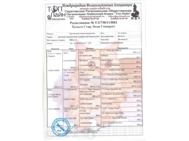 Для заводчиков кошка британская Сомерсет в городе Саратов, фото 5, Саратовская область