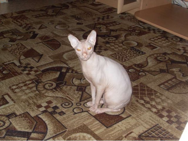 Продам кота породы донской сфинкс в городе Биробиджан, фото 1, стоимость: 15 000 руб.