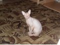 Продам кота породы донской сфинкс в городе Биробиджан, фото 1, Еврейская автономная область
