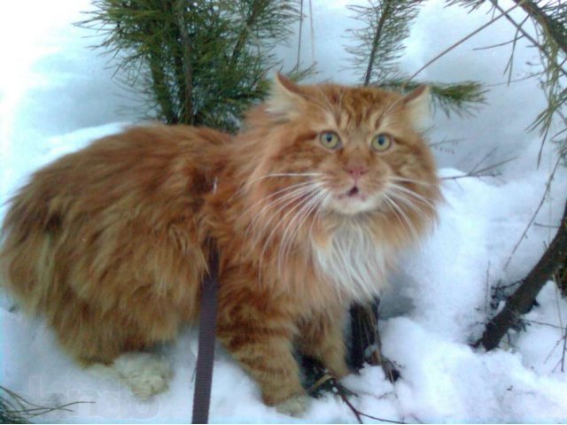 Курильский бобтейл на вязку в городе Петушки, фото 2, Кошки