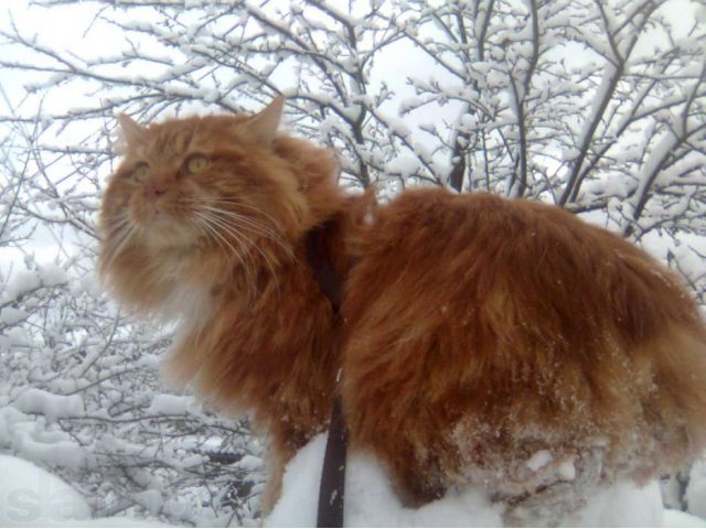 Курильский бобтейл на вязку в городе Петушки, фото 3, Владимирская область