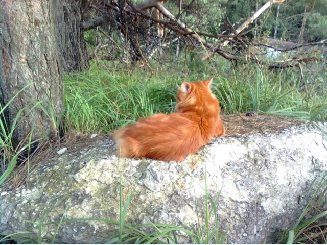 Курильский бобтейл на вязку в городе Петушки, фото 4, стоимость: 3 000 руб.