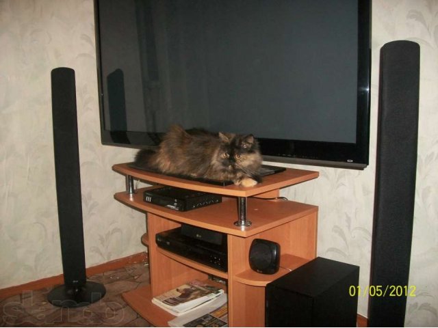 Персидская кошка ищет кота в городе Темрюк, фото 1, стоимость: 1 руб.