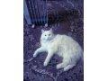 Отдам в добрые руки большого белого кота в городе Тара, фото 1, Омская область
