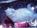 Отдам в добрые руки большого белого кота в городе Тара, фото 2, стоимость: 0 руб.