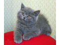 Продаются британские голубые котята в городе Можайск, фото 2, стоимость: 7 000 руб.