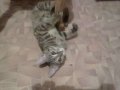 Ищет дом полосатый котенок! в городе Киров, фото 1, Кировская область