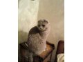 Кот на вязку в городе Орехово-Зуево, фото 1, Московская область