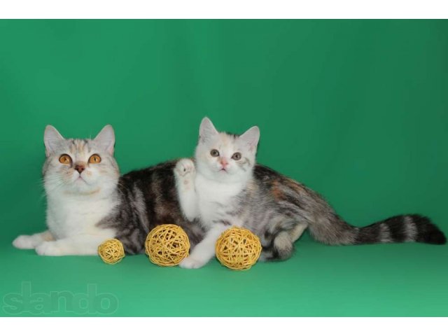продаются очаровательные шотландские  котята в городе Петрозаводск, фото 1, Кошки
