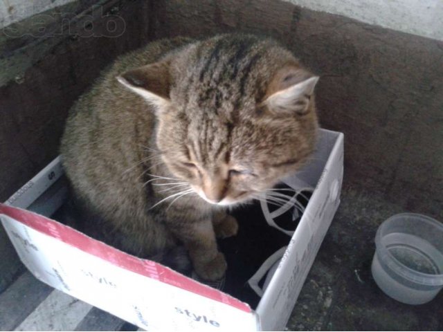 Отдам кота в заботливые руки) в городе Прокопьевск, фото 3, Кемеровская область