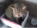 Отдам кота в заботливые руки) в городе Прокопьевск, фото 3, Кошки