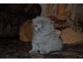 Продам шотландских котят!С родословной! в городе Муром, фото 4, Владимирская область